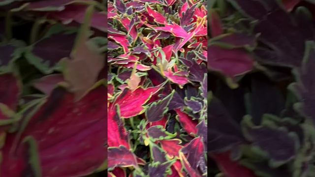 You can always count on coleus for great color from the moment you plant it.