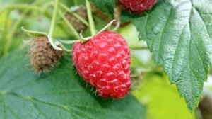 Ваша малина начнет плодоносить без остановки, если применить эту хитрость