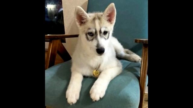 Год назад его спасли от yсыпления. Только взгляните на него сейчас! смотреть онлайн