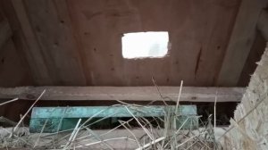 Куры в теплице зимой