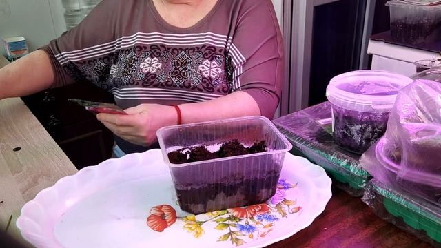 #Результативный#Посев#колеуса и #петунии смотреть онлайн