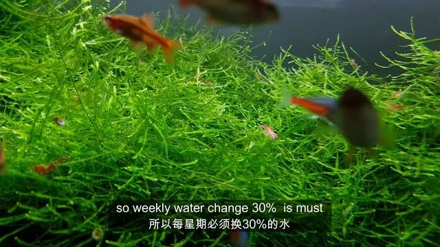 HOW TO Grow Java Moss |Membuat Aquascape|水草造景 смотреть онлайн