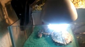 Что изменилось и что поевилось у моих   красноухих черепах