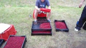 Фитруд 2012 - переборка ягоды