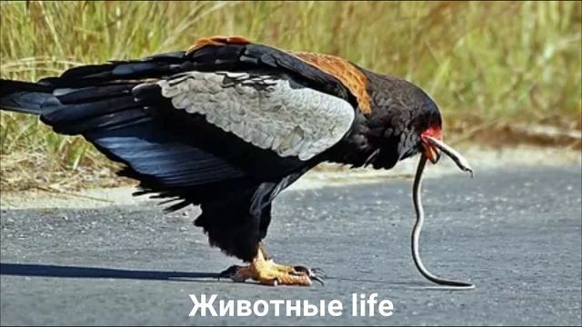 ОРЕЛ СКОМОРОХ?/Животные life/Птицы/Животные/Интересные факты смотреть онлайн