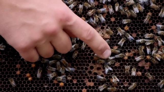 Аномальные состояния пчелосемьи #3: что не так с пчелами? - Пчелы-трутовки (Канада) смотреть онлайн