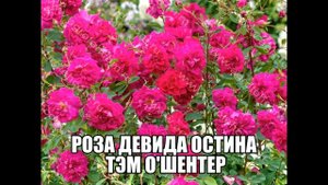 Роза Девида Остина Тэм О'Шентер