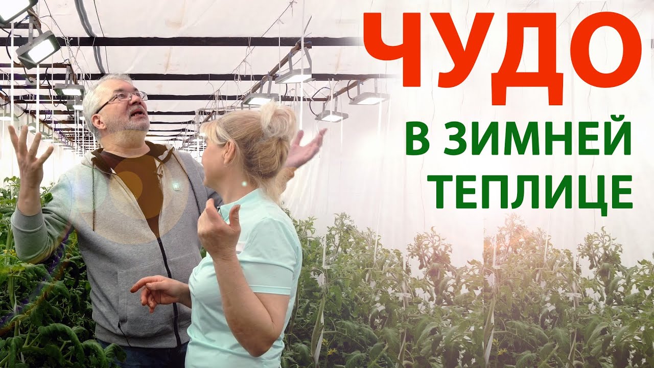 Грубая технология. Высаживаем томаты в теплицу