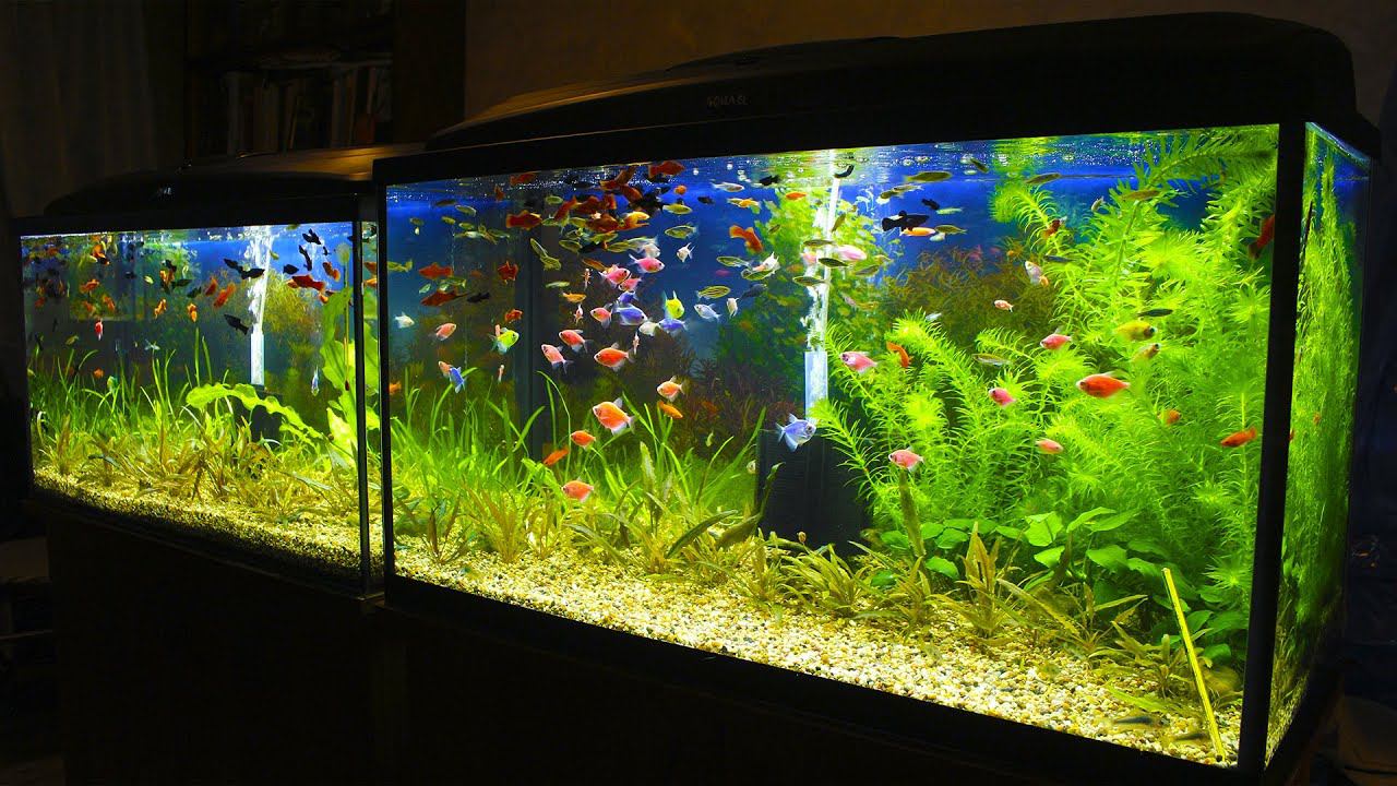 Запустил рыборазводню в Москве!