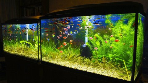 Запустил рыборазводню в Москве!