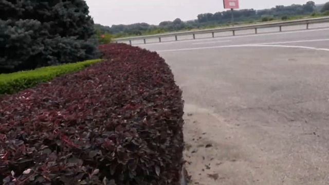 Стрижка живой изгороди смотреть онлайн