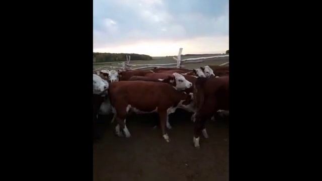 Племенные нетели Герефордской породы
