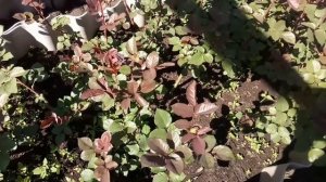 Пинцировка (прищипка) побегов чайно-гибридных роз.