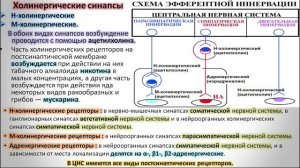 1.5 Синаптическая передача возбуждения