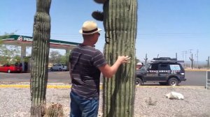 Кактусы в Мексике