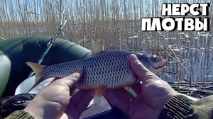 НЕРЕСТ ПЛОТВЫ НА ТЕПЛОМ ОЗЕРЕ (ЧУДСКОМ)! ЛОВЛЯ ПЛОТВЫ В КАМЫШЕ