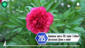 Кровавые цветы 205 серия русская озвучка | Сабиха рассказала Дилан о маме!