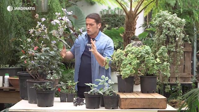 Variedades de Plectranthus y su reproducción - Bricomanía - Jardinatis смотреть онлайн