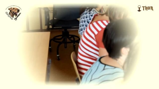 Зоопсихология для грумеров - THOR - МиШГ ВИКОНТ смотреть онлайн