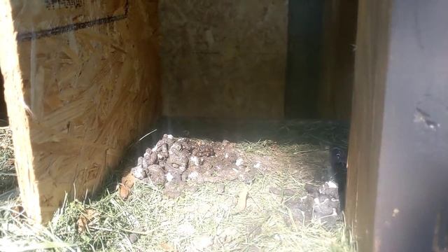Куда куры откладывают яйца