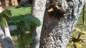 Муравьи в саду. Самый простой способ избавиться - Учимся вместе.