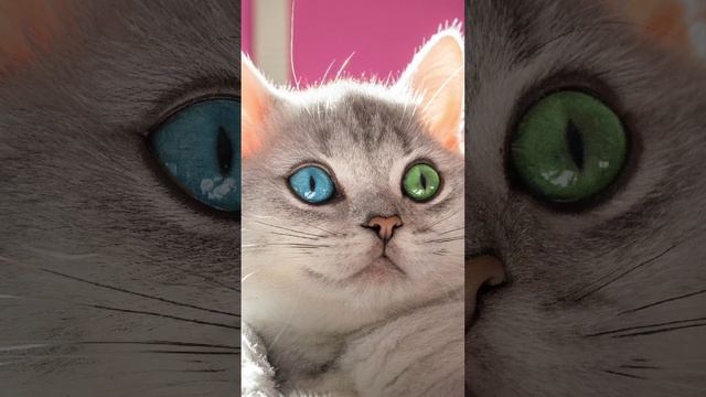 Узнай Новое | Вопросник 8 #узнайновое #история #развитие #опрос #наука #дляглухих смотреть онлайн