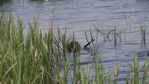 Как определить прозрачность воды? Подводная охота с Александром Кочубеем.