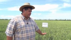 Сорта пшеницы селекции Национального центра зерна им. П.П. Лукьяненко. Александр Боровик
