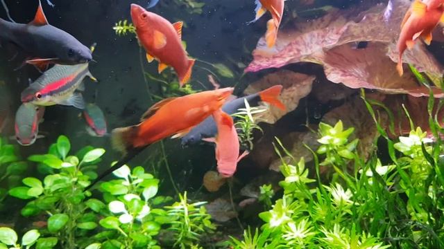 Звуки природы смотреть онлайн