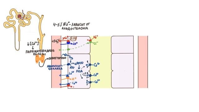 Физиология выделительной системы. Дистальный извитой каналец