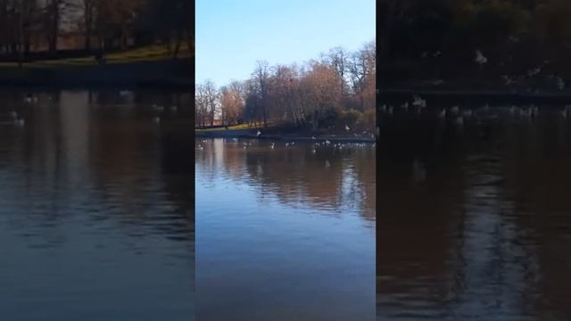 Озеро в Королевском парке Глазго! С ПРОЩЁННЫМ ВОСКРЕСЕНИЕМ! Шотландия.Glasgow Scotland#shorts