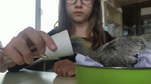 Кормим птенца голубя