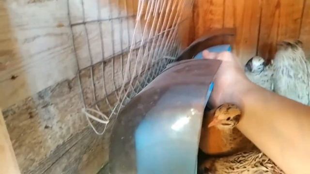 Песочная ванна для перепелов.