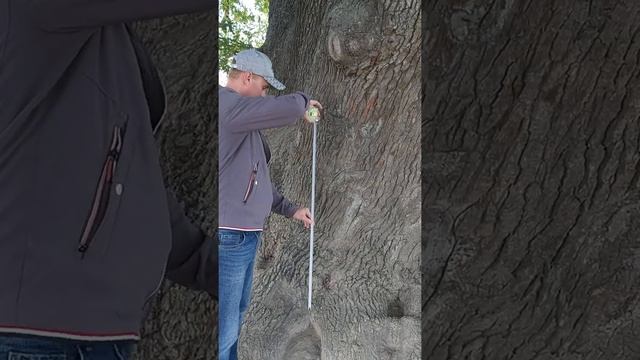 Дуб 800 лет "Суворовский" (Черешчатый) АР Крым Белогорский р-он с.Яблочное 2020г. смотреть онлайн