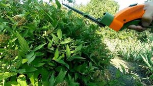 Спирея японская Декоративный кустарник в ландшафтном дизайне