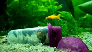 Как избавиться от улиток меланий в аквариуме