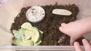 УХОД ЗА УЛИТКАМИ АХАТИНАМИ/ АХАТИНА ФУЛИКА СТАНДАРТ??