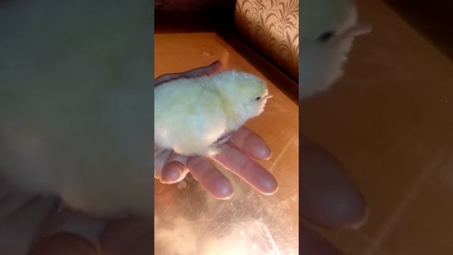 Фавероль лососевая-сутки смотреть онлайн