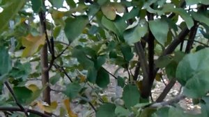 В питомнике Сергея Железова..mp4