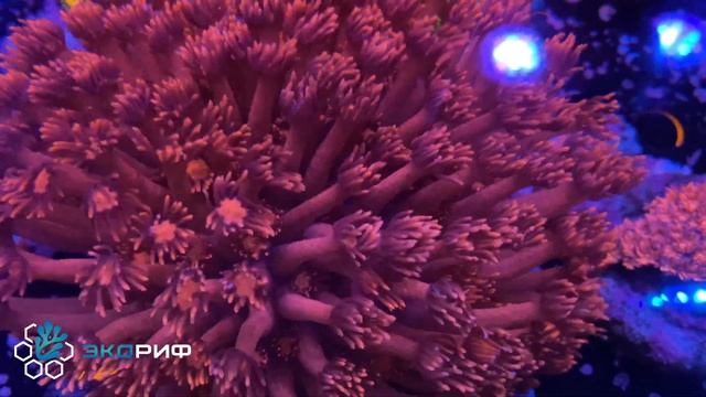 Аквакультурные кораллы в ЭкоРиф смотреть онлайн
