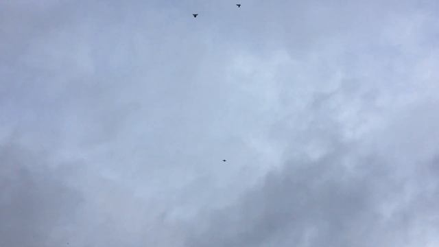 #Pigeons.Новый вид сапсана в Волгограде. Порода называется добрый,сытый и игручий. смотреть онлайн