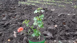 Removing Pelargonium and Geranium from the garden