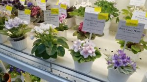 Коллекция мини фиалок Игоря Милехина на выставке в Доме Фиалки в Москве апрель