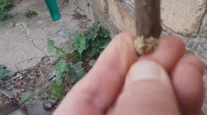 ОПУХОЛИ НА ДЕРЕВЬЯХ после применения глифосата, он же - раундап, торнадо, агрокиллер...