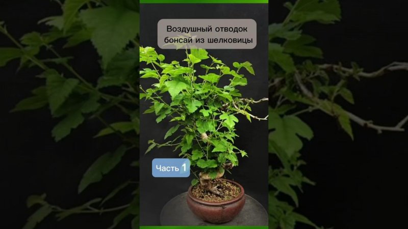 Воздушный отводок бонсай из шелковицы. Часть 1. #бонсай #bonsai #ниваки #сад #андрейдарусенков