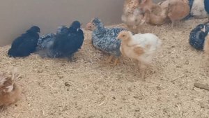 Редкие породы кур: им 1 месяц. "Мое Подворье"