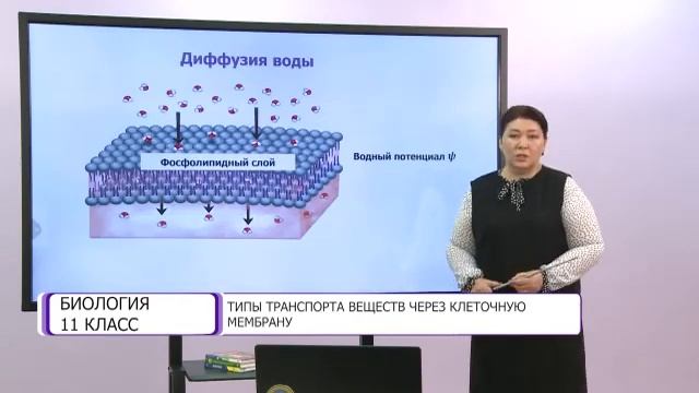 Биология. 11 класс. Типы транспорта веществ через клеточную мембрану /16.10.2020/ смотреть онлайн