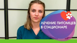 Стационарное лечение питомцев с инфекционными заболеваниями