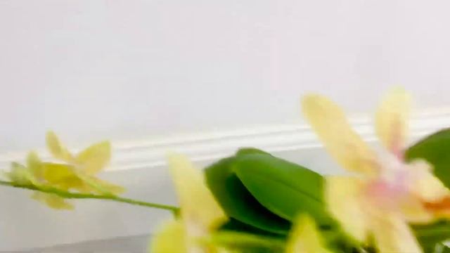 Орхидея Phalaenopsis Джулия смотреть онлайн