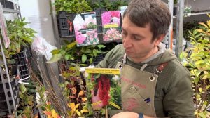 Красная смородина "Ровада" голландской селекции. Кисти достигают 20см в длину! Почти как виноград!